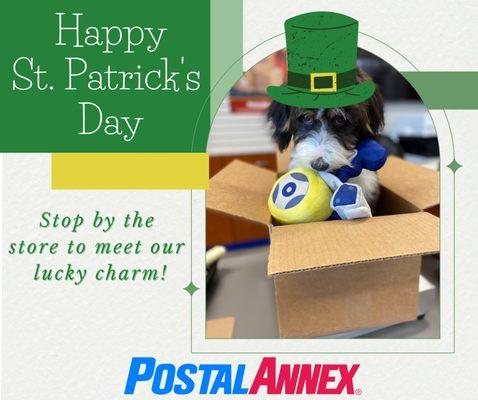 Lula, our family dog and store mascot wishes everyone a Happy St. Patrick's Day!