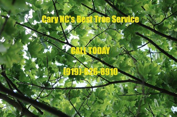 Tree Service Cary