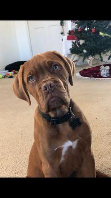 Tobias Bordeaux Mastiff