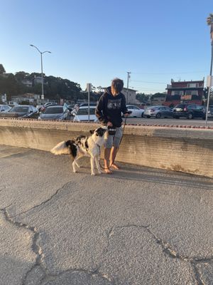 Deaf dog "Teton" practices his engagement and handler focus in public!