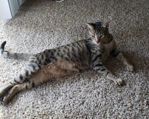 I don't always have a pet sitter, but when I do, I greet her like this. (Leo, the Bengal)