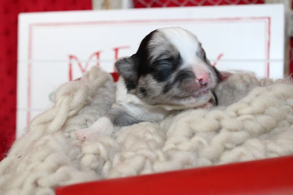 Mini Aussie male