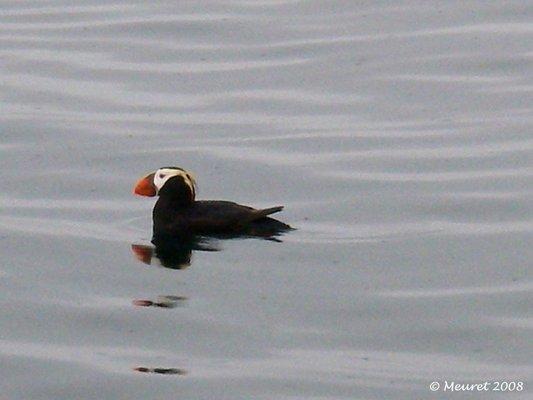 Tufted puffin