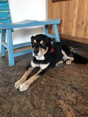 Riley, relaxing after his lovely groom by Nicci!