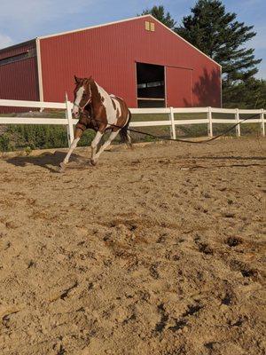 Arena footing is fantastic, she's never looked this good