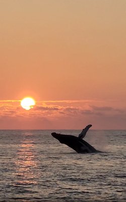 Whales at sunset are an epic experience with MANA cruises!