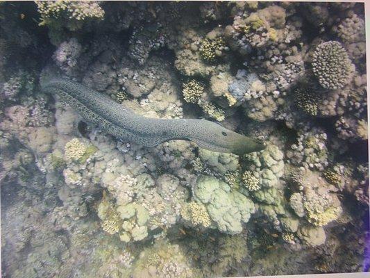 Moray Eel