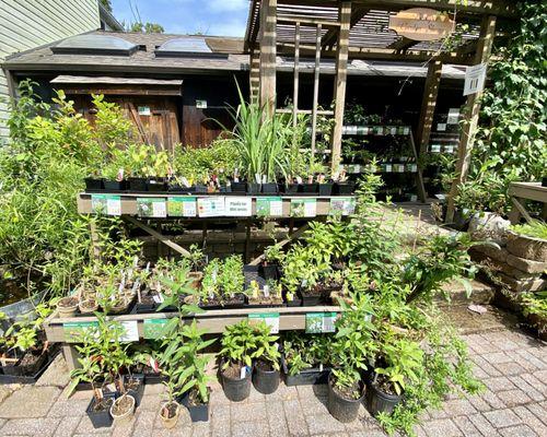 Nursery's plants for wet areas