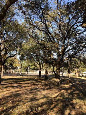 Mature Trees