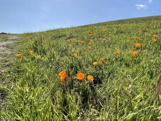 Vargas Plateau Regional Park