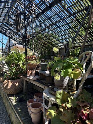 Nursery plants