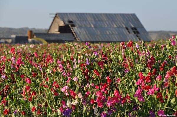 Lompoc's famous flowers are a late spring and summer crop. The flower fields begin blooming in Mid May, peaking in June.