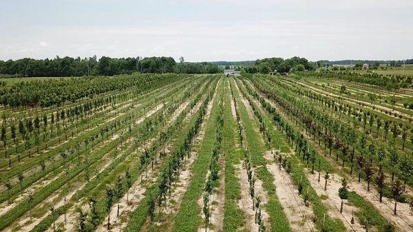 Looking for trees that will grow well in our area? Spread out over 300 acres, Jenkins Tree Farms has deciduous trees for sale...