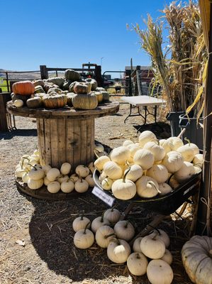 Specialty pumpkins are $0.75 a pound. And so many to choose from!