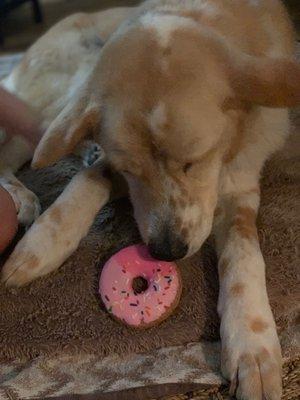 This sweet pooch (Ginger) absolutely loved her donut cookie and ate every last morsel.