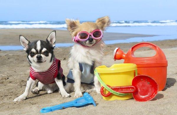 We take your dogs to the beach in Monterey County when you don't have time!  We love them like you do!