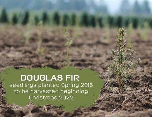 Douglas Fir Seedlings 2015-2022