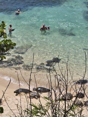 Watch and snorkel with turtles at Hookipa Beach Paia Maui