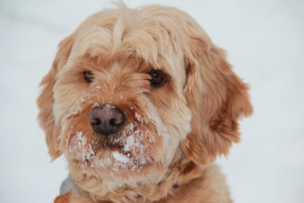 Lucy - Best Friend, Mascot, Therapy Dog