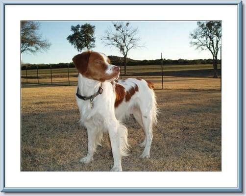 Kabina's Deal Or No Deal - Chammp' (taken after his 1st show & back at the ranch)