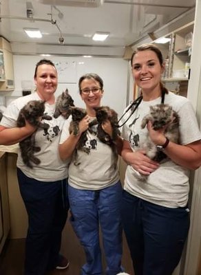 Dr. Julie, Jen & Missy treating kittens inside the Mobile Veterinary Unit.