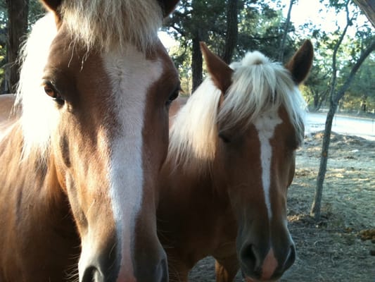 Star & Buck are the team that pulls our wagon and carriages.