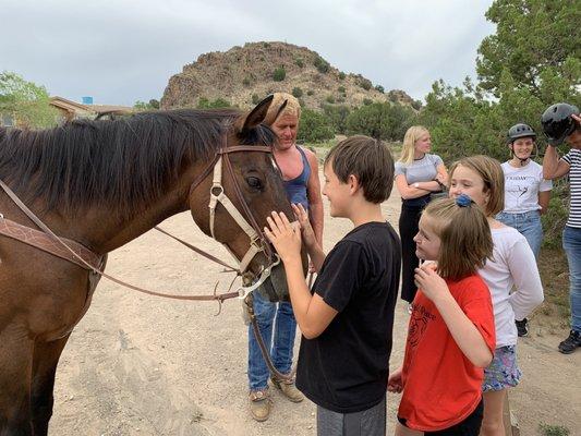 Petting horse