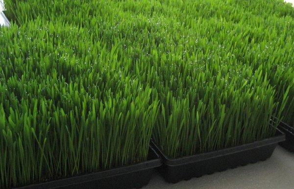 Organic Wheatgrass