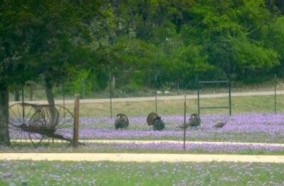 Birdwatching is fantastic, large birds too!