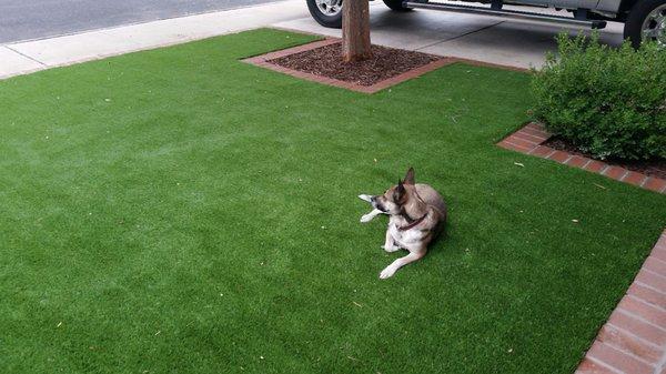 Specializing in Pet Turf