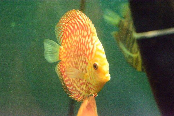 Premium Discus