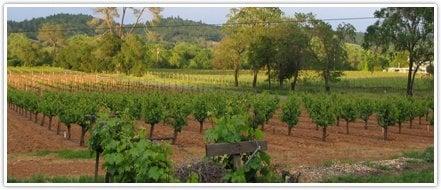 View of the vineyard