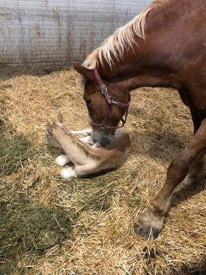 Teaching Equine Reproduction is very rewarding.