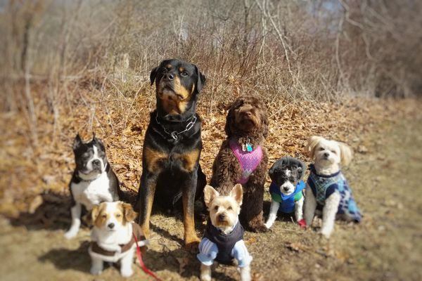 Daycare pups and my two after a structured walk and play session. No treats involved in this photo!