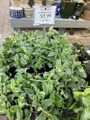 This is a plant called the Wandering Jew.