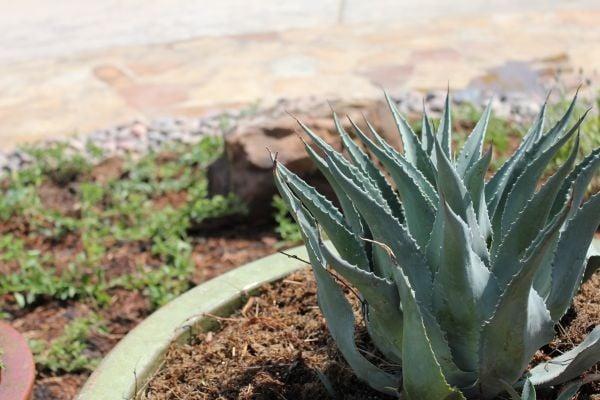 Cactus Close Up