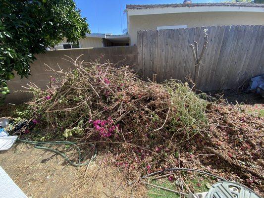 Spiney bougainvillea cleanup and removal Before