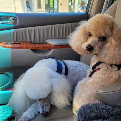 Bijou & Rexy are relaxing after their Scissorhands Spa Day.