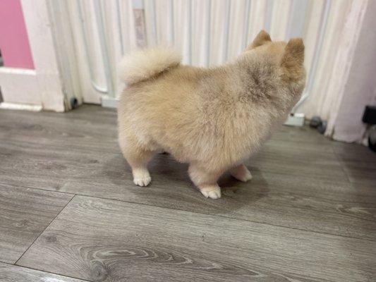 Pomeranian