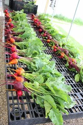 tri-colored beets getting washed for the CSA boxes