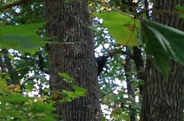 Pilated Woodpecker at work