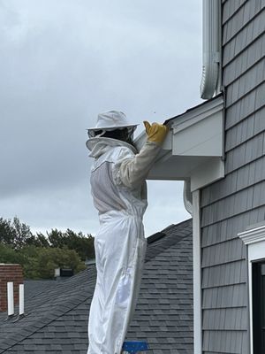 Verifying the location of wasps entering the house