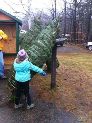 Evergreen Ridge Tree Farm