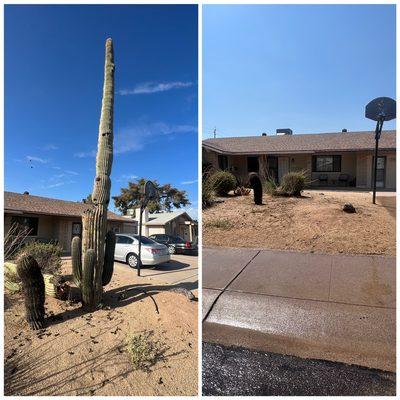 Before and after of a cactus removal