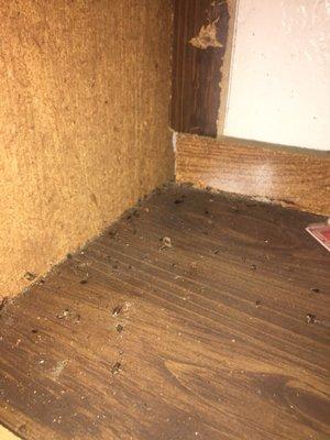 Dead roaches in cabinet