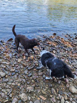 Little game of tug at the river.