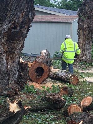 Removal of a hazardous, hollow tree.  We work rain or shine