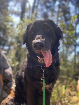 My dog on a hike with Jessy.