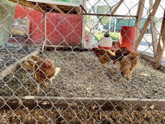 You can see the chickens while you wait outside. 2 bunnies are inside, too. 5ppl at one time max inside the store.