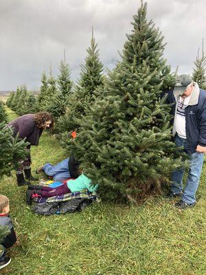 Alexander Tree Farm